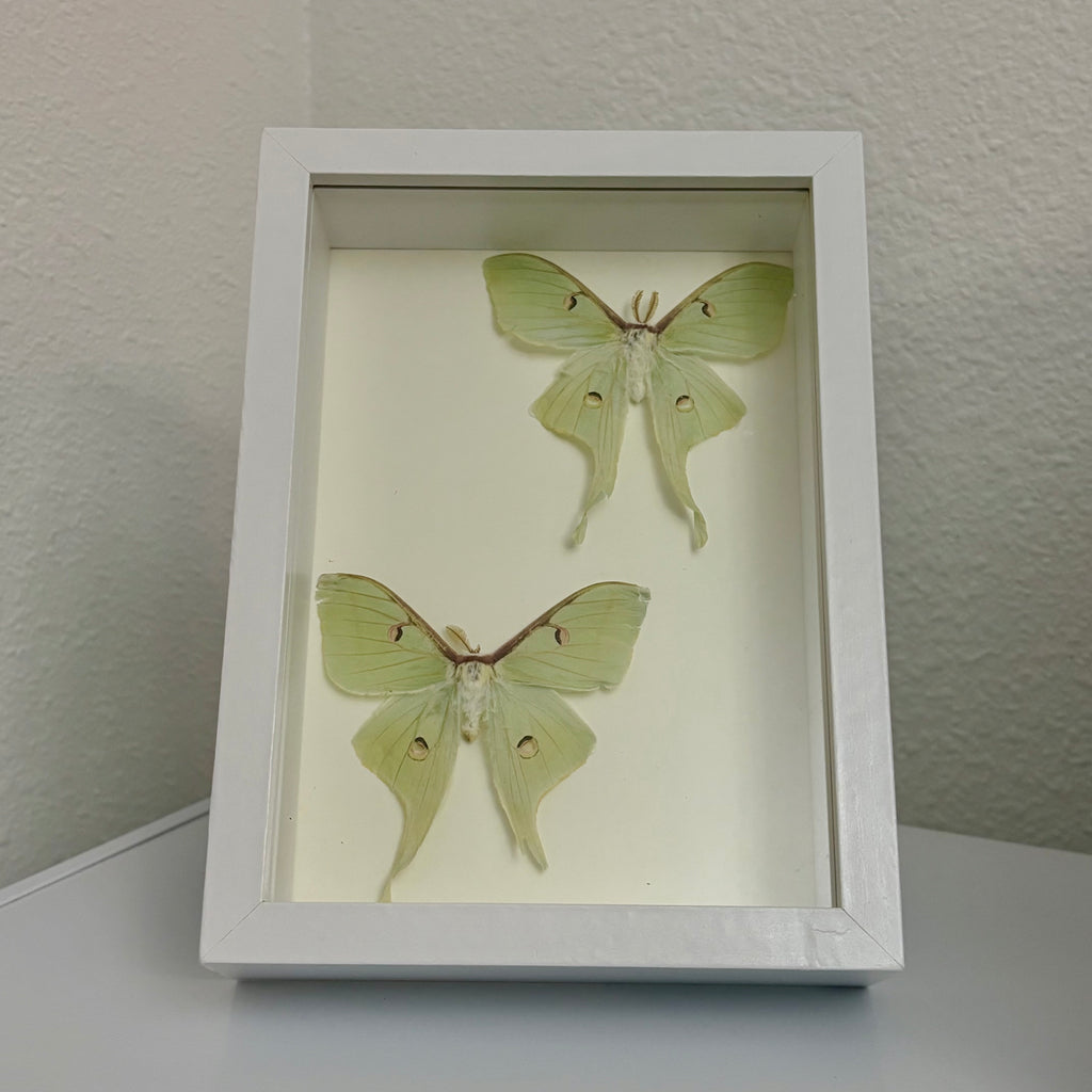 Framed Luna Moth Display