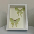Framed Luna Moth Display
