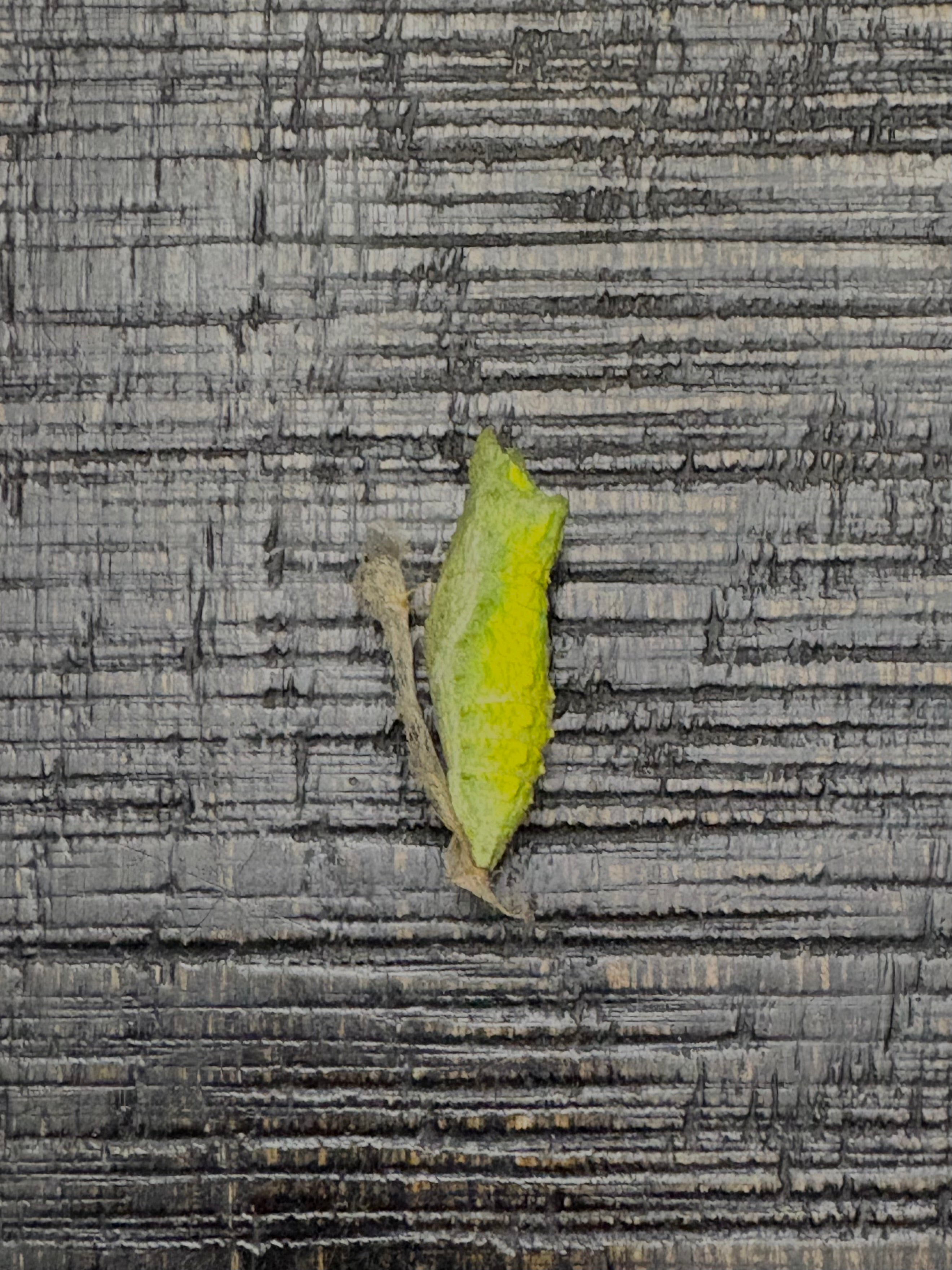 Black Swallowtail Chrysalis