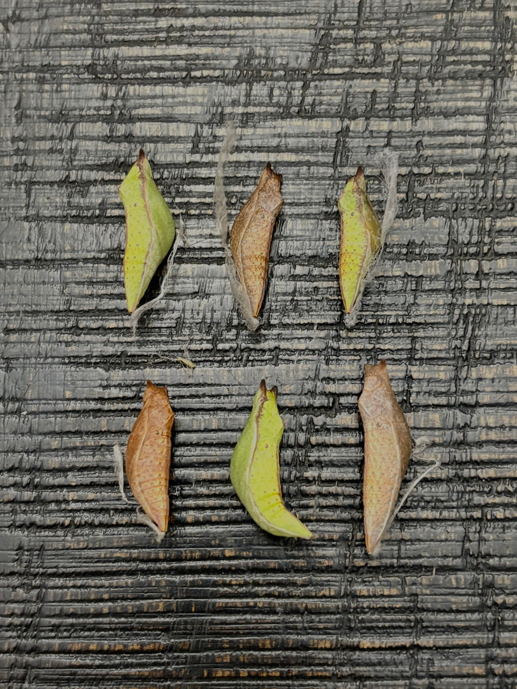 Spicebush Swallowtail Chrysalis
