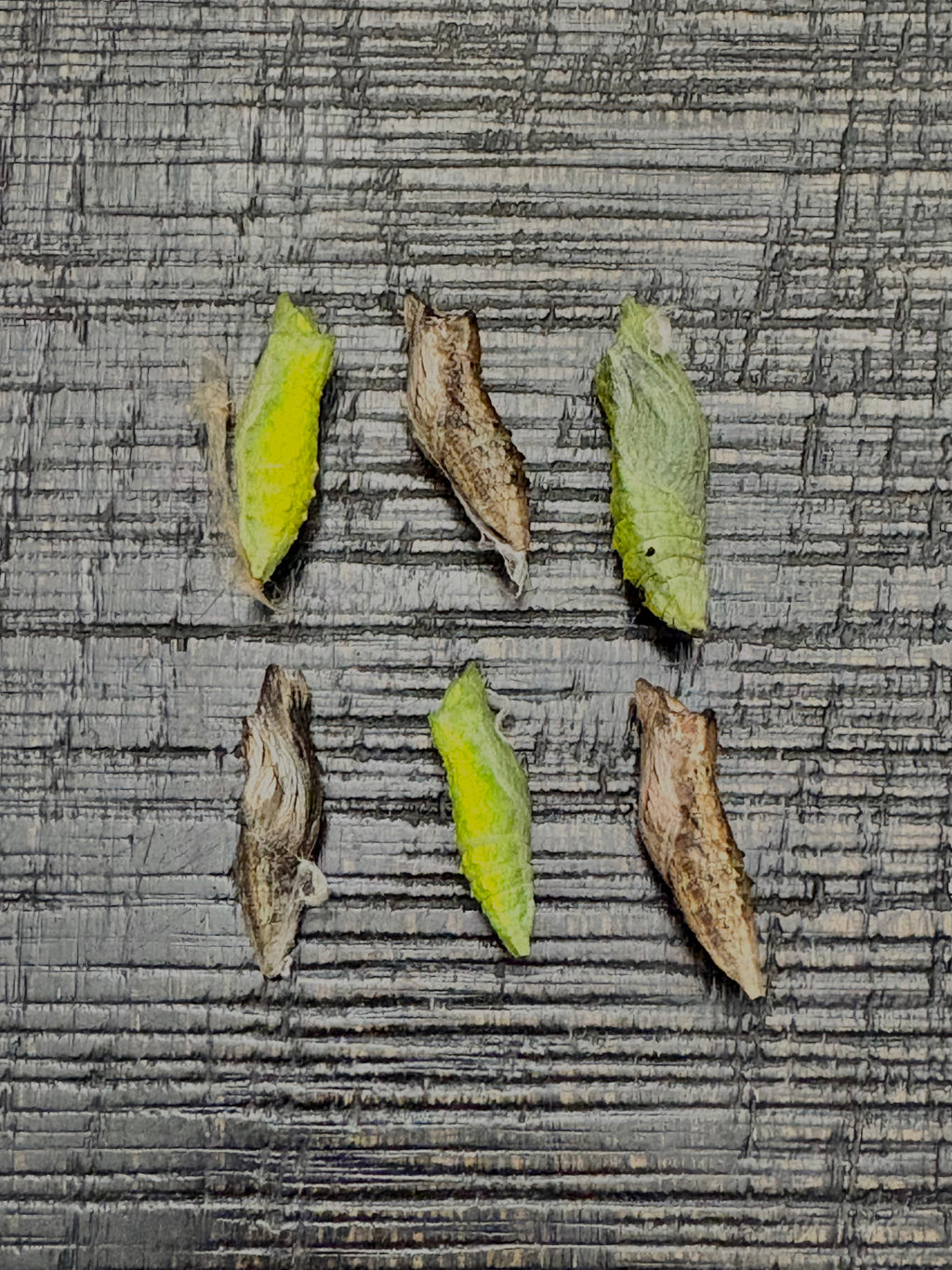 Black Swallowtail Chrysalis