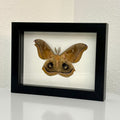 Framed Polyphemus Moth Display