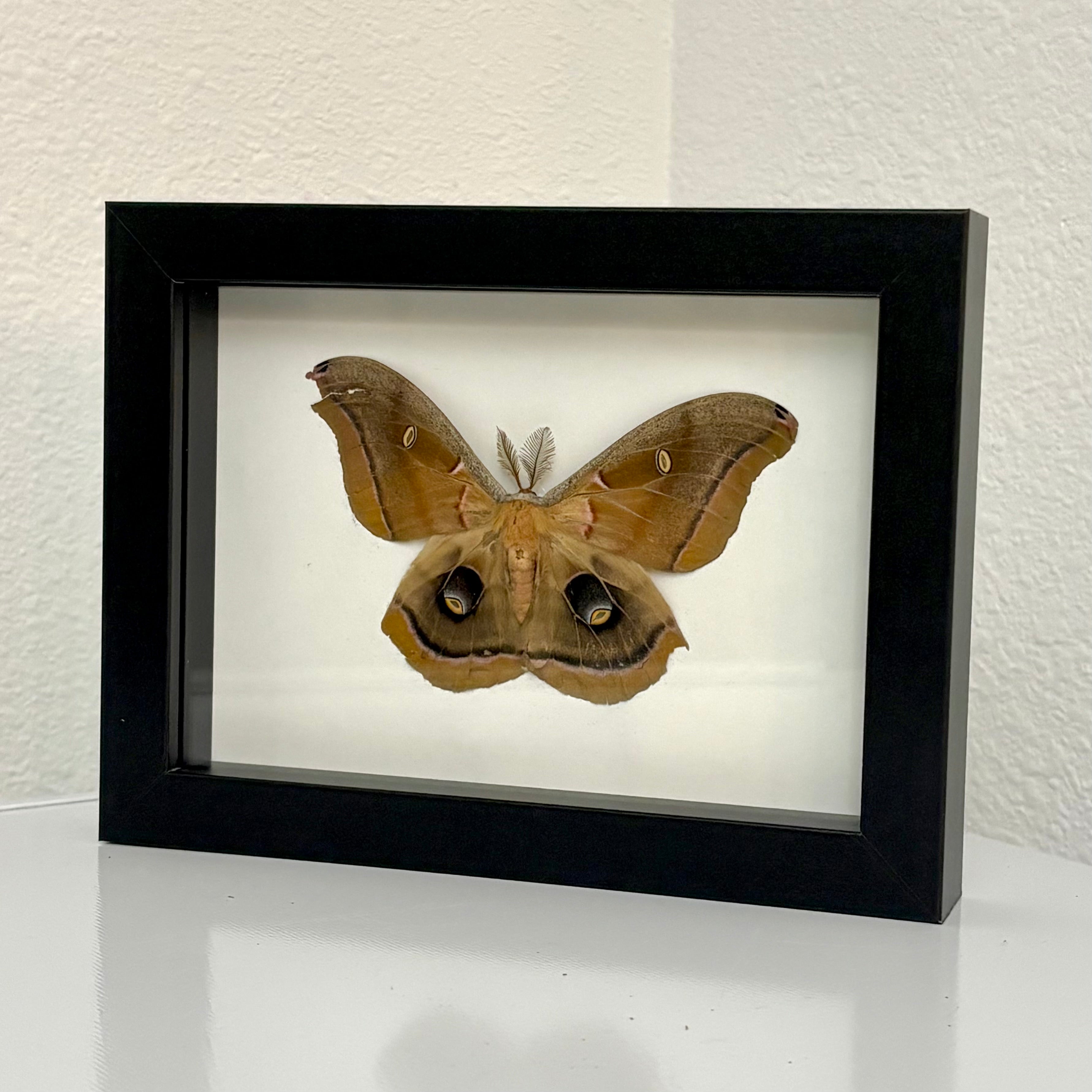 Framed Polyphemus Moth Display