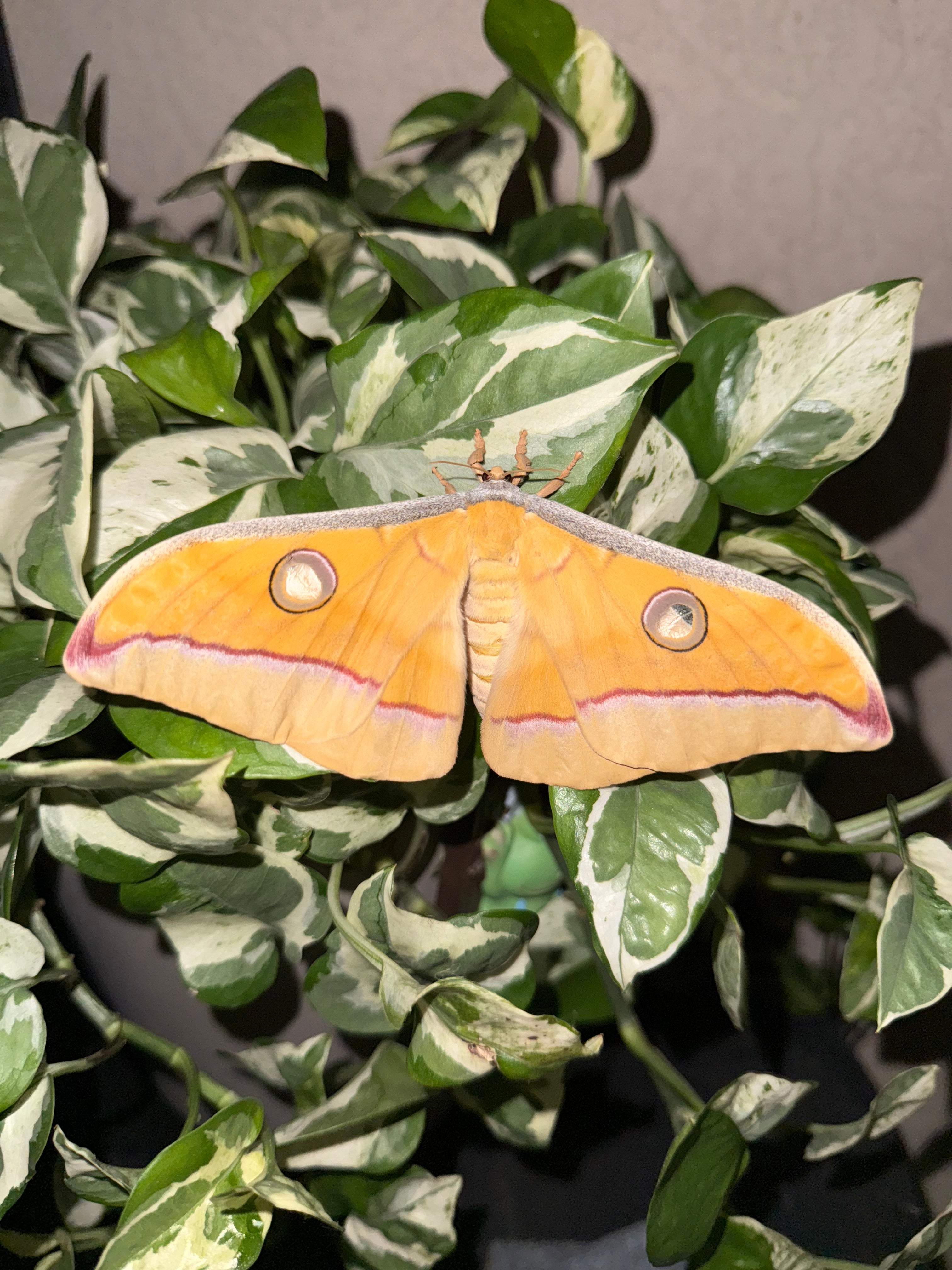 Antheraea Mylitta eggs