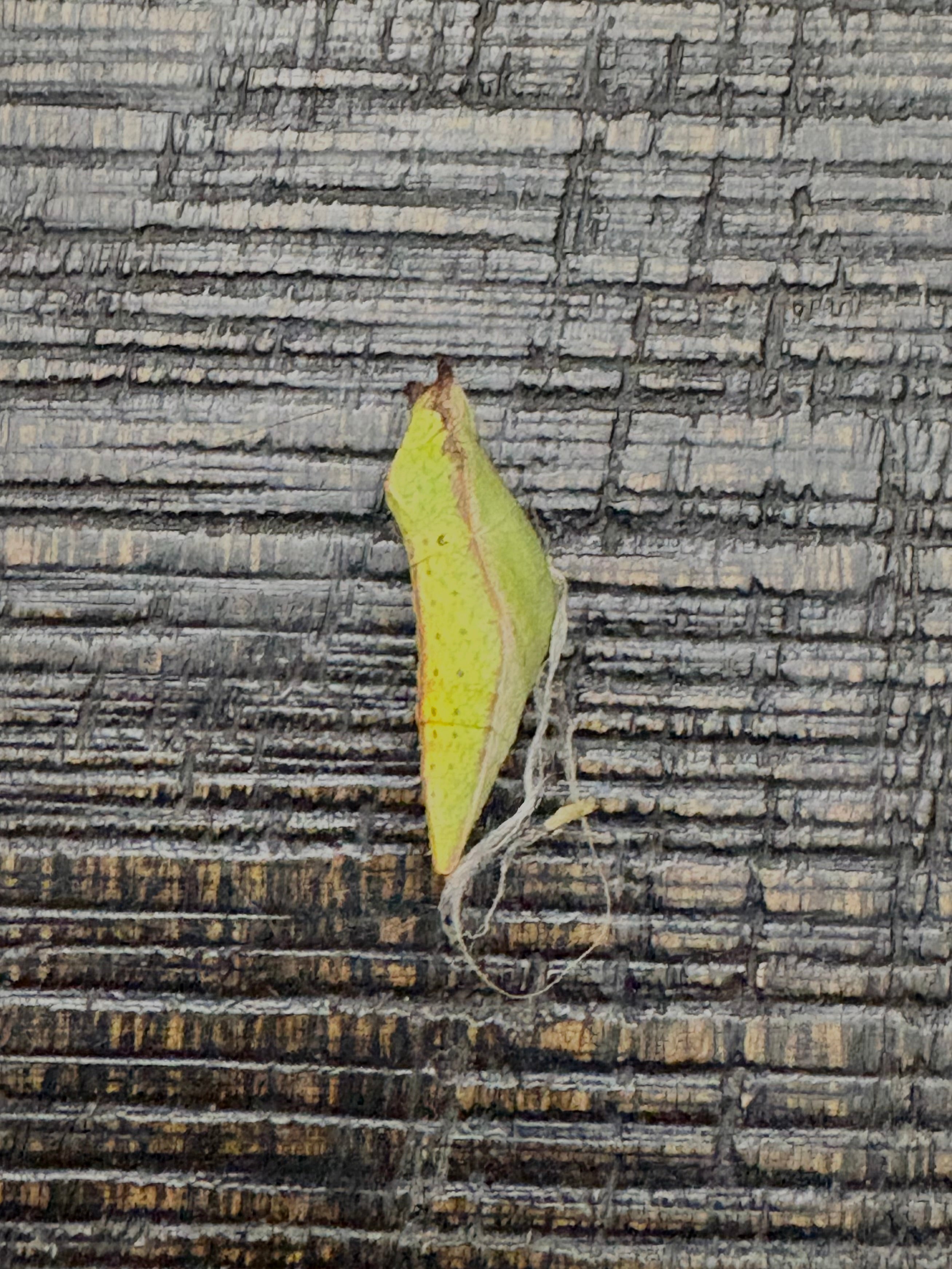 Spicebush Swallowtail Chrysalis