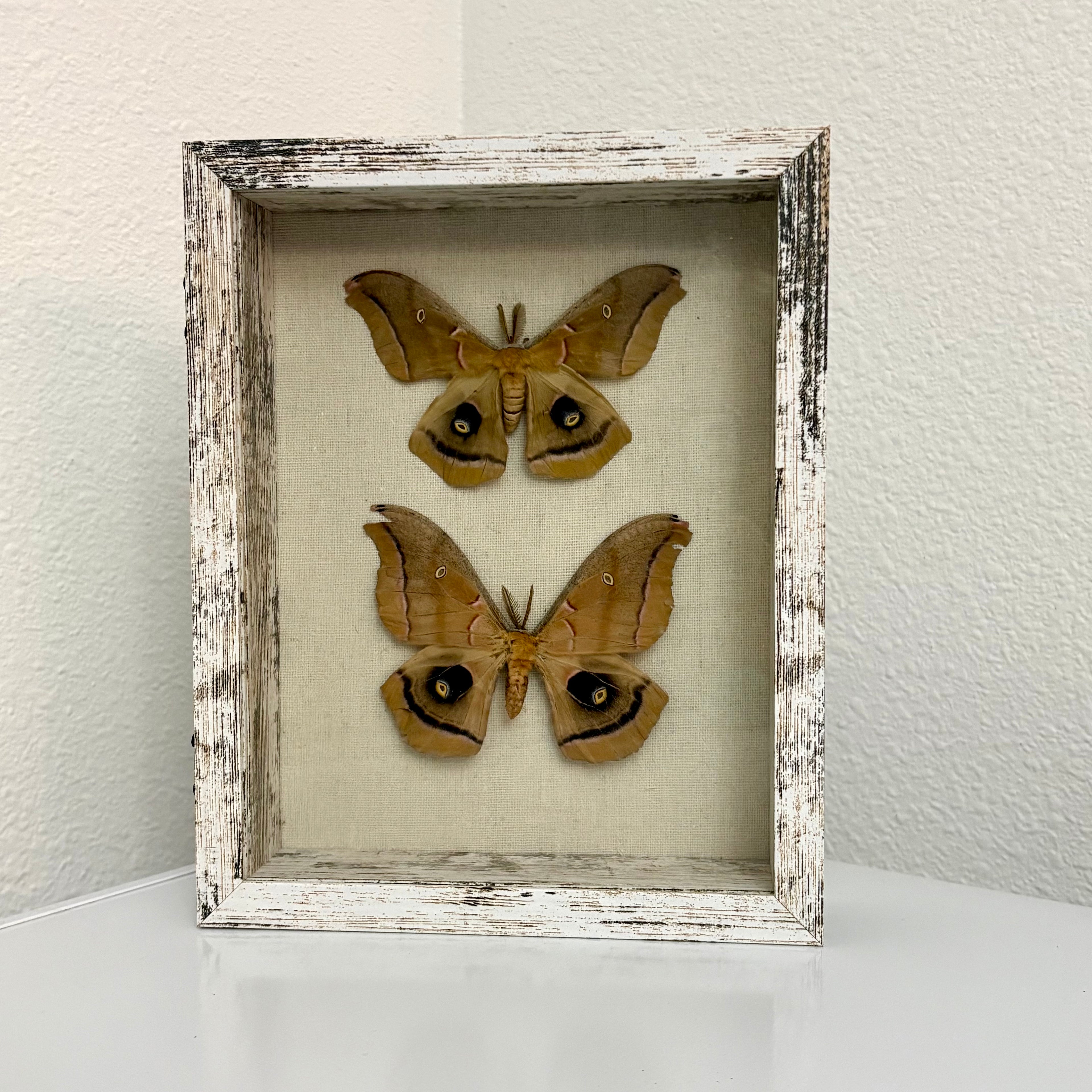 Framed Polyphemus Moth Display