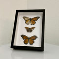 Framed Monarch & Comma Butterfly Display