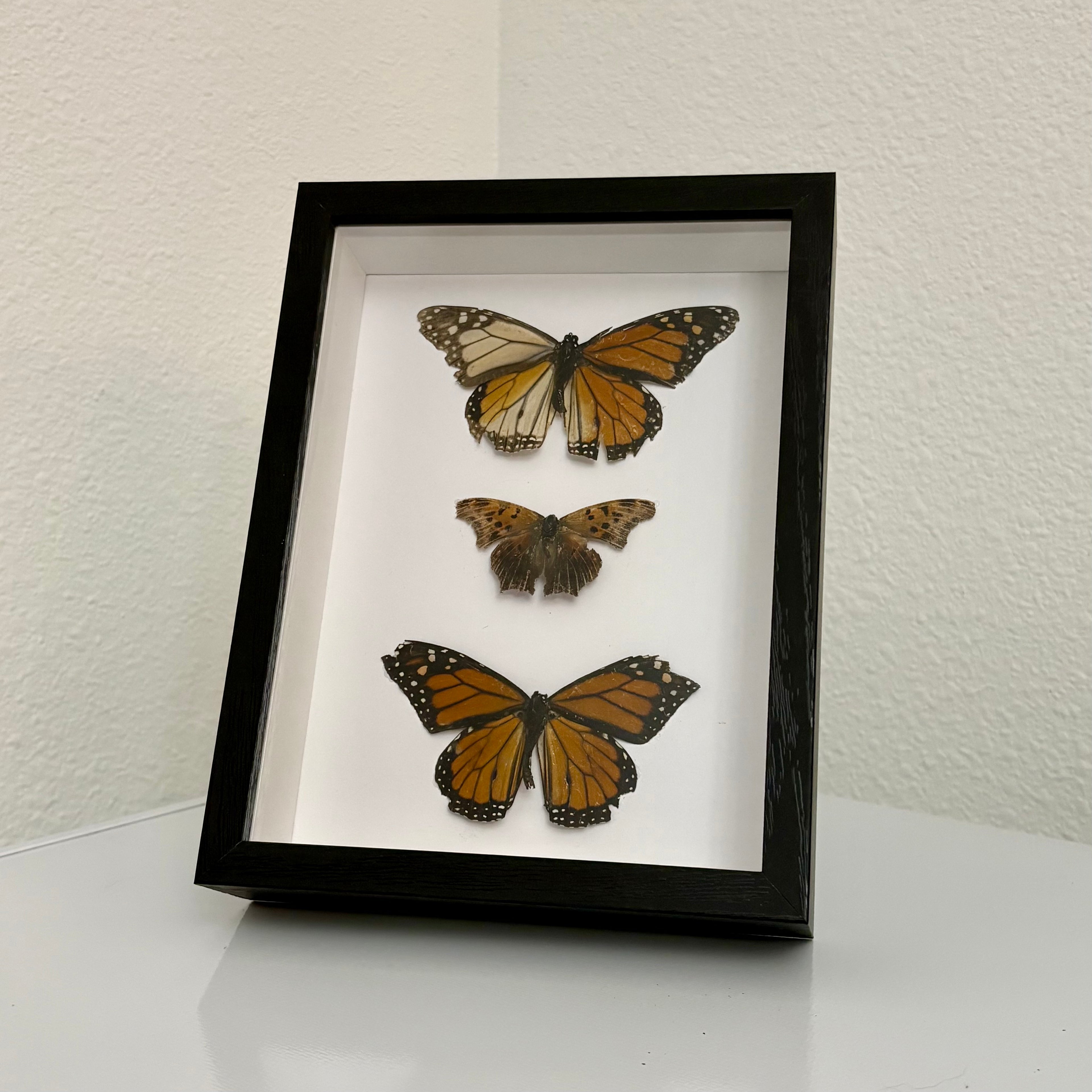 Framed Monarch & Comma Butterfly Display