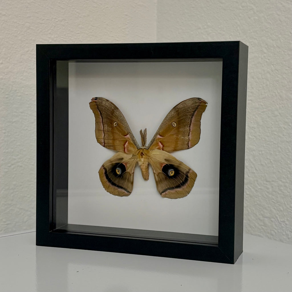 Framed Polyphemus Moth Display