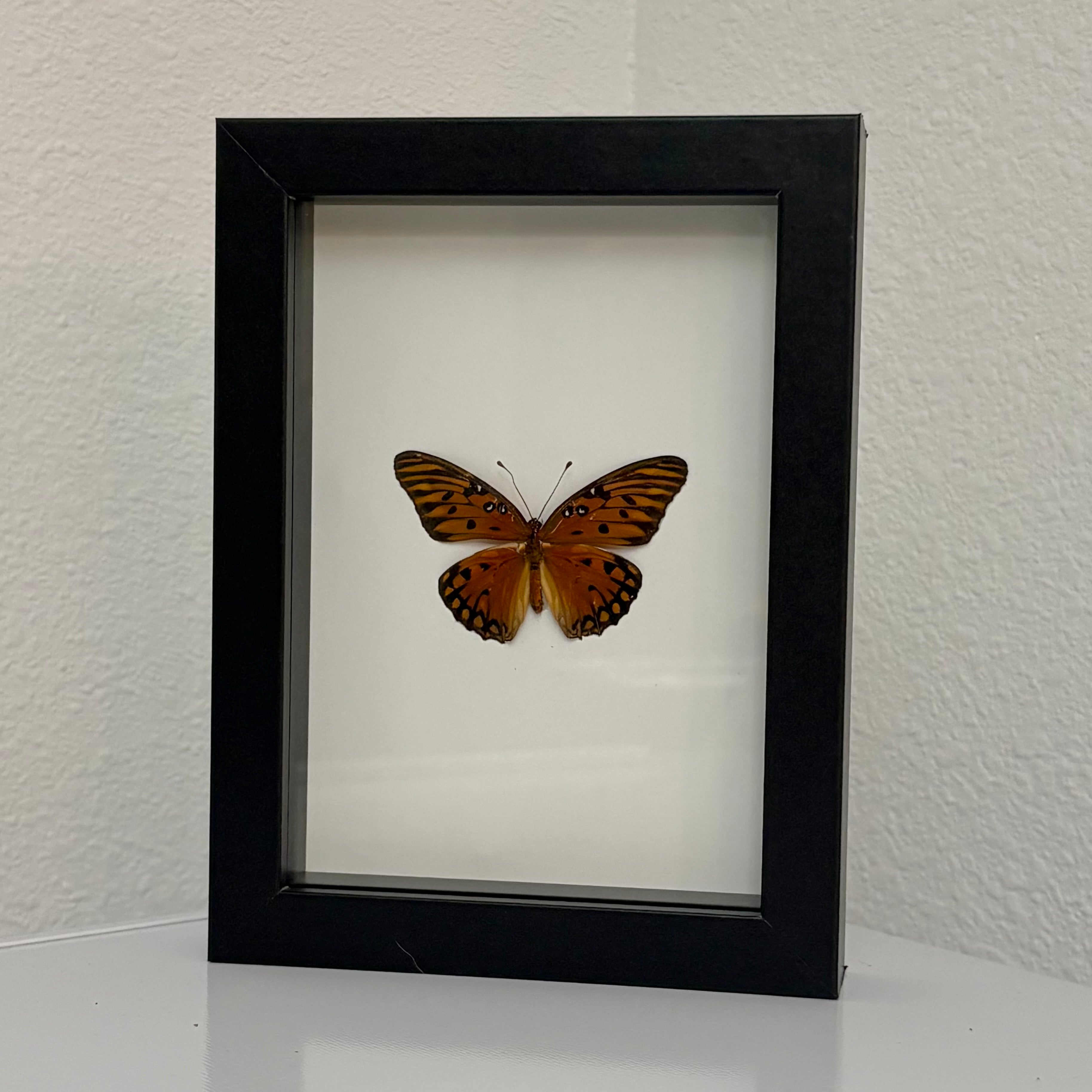 Framed Gulf Fritillary Butterfly Display
