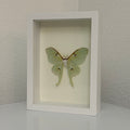 Framed Luna Moth Display