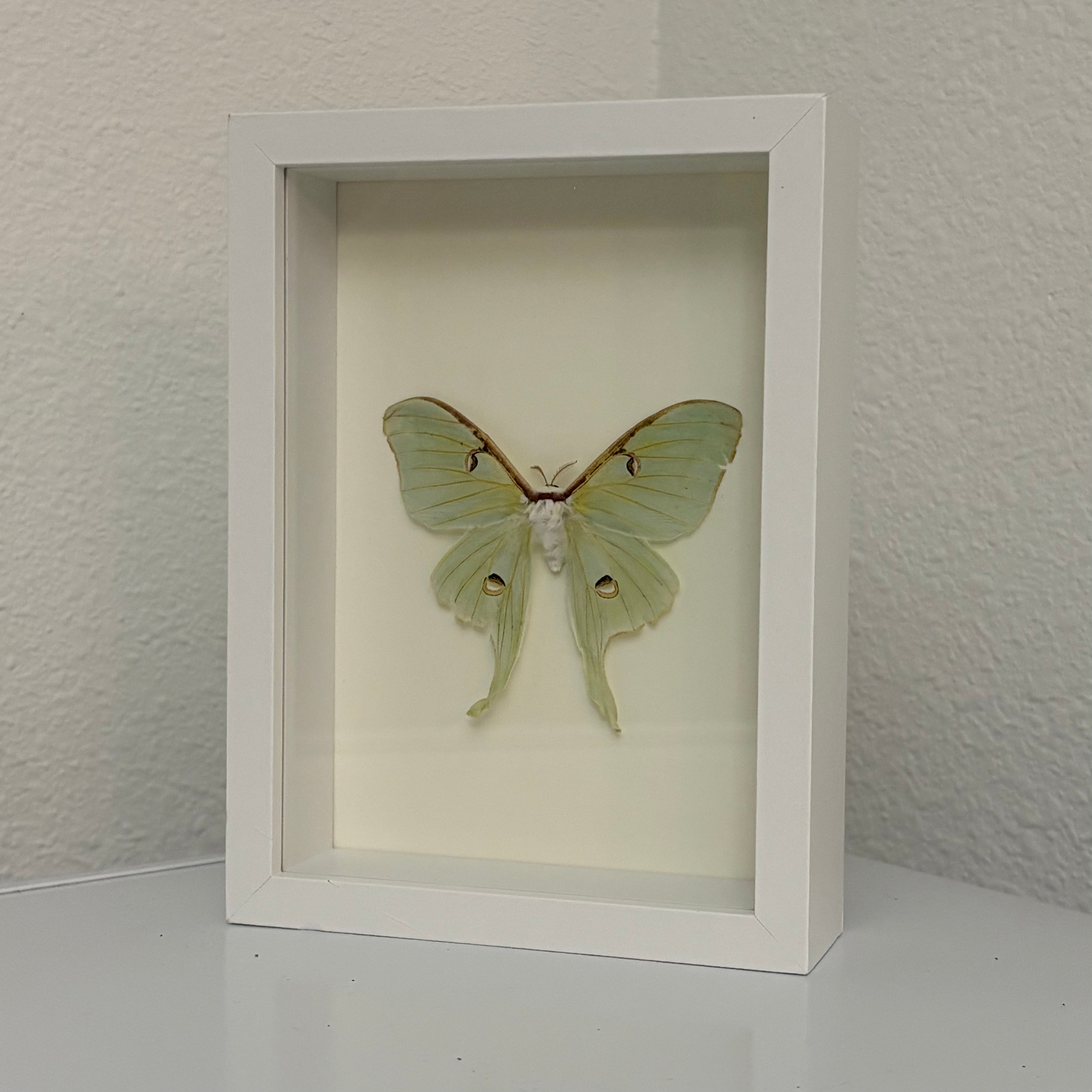Framed Luna Moth Display