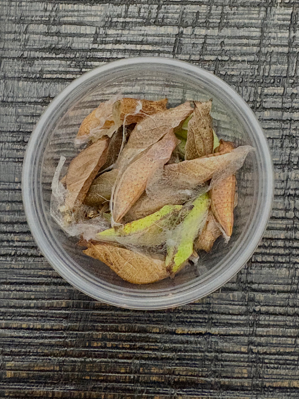 Spicebush Swallowtail Chrysalis