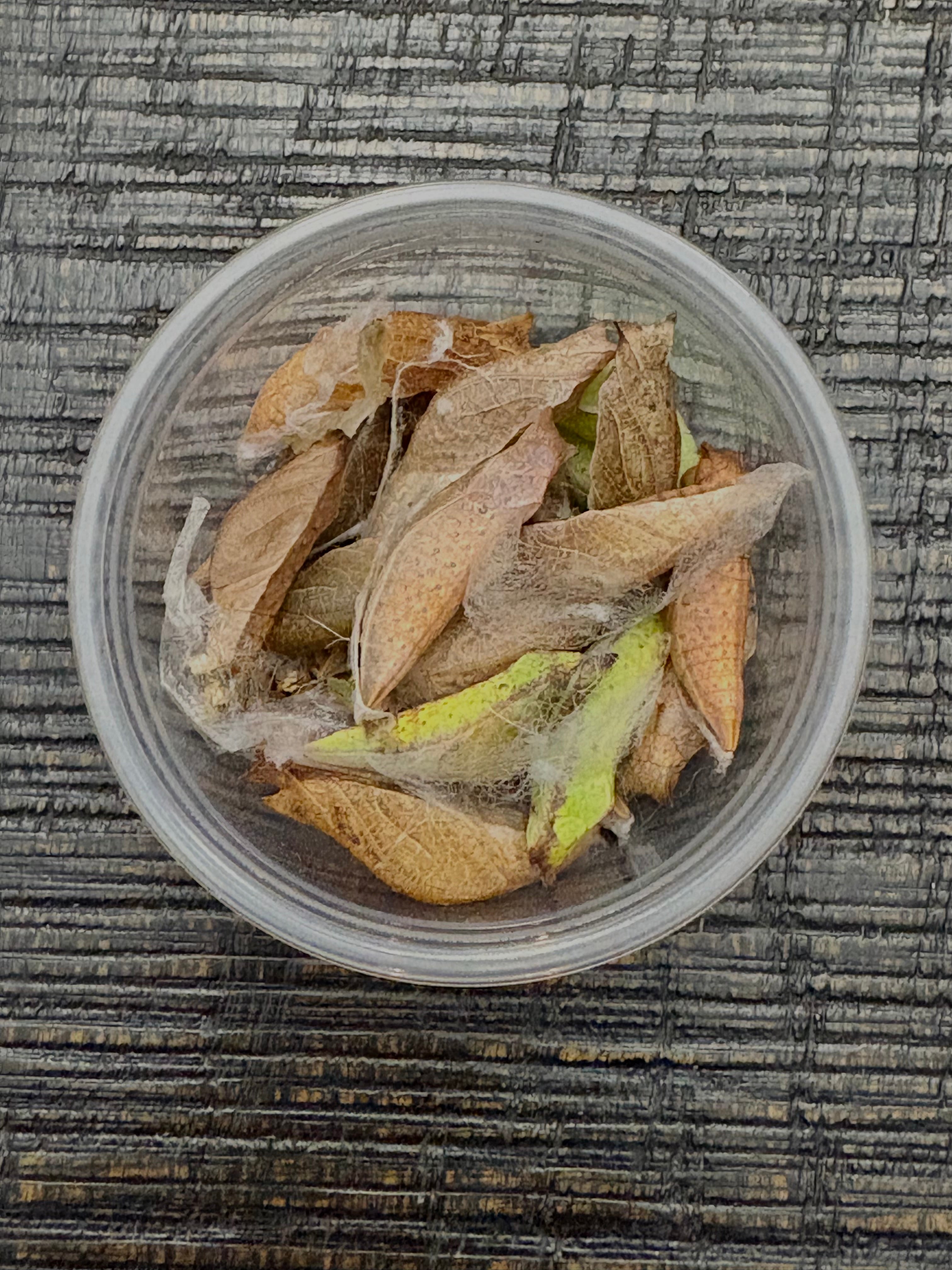 Spicebush Swallowtail Chrysalis