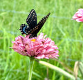 Black Swallowtail Chrysalis