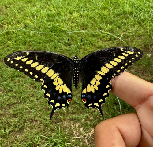 Black Swallowtail Chrysalis