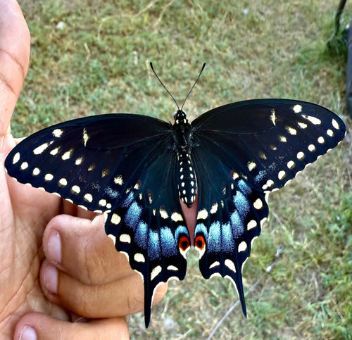 Black Swallowtail Butterfly Eggs