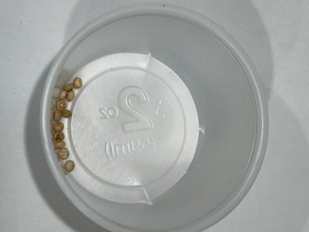 Antheraea Mylitta eggs
