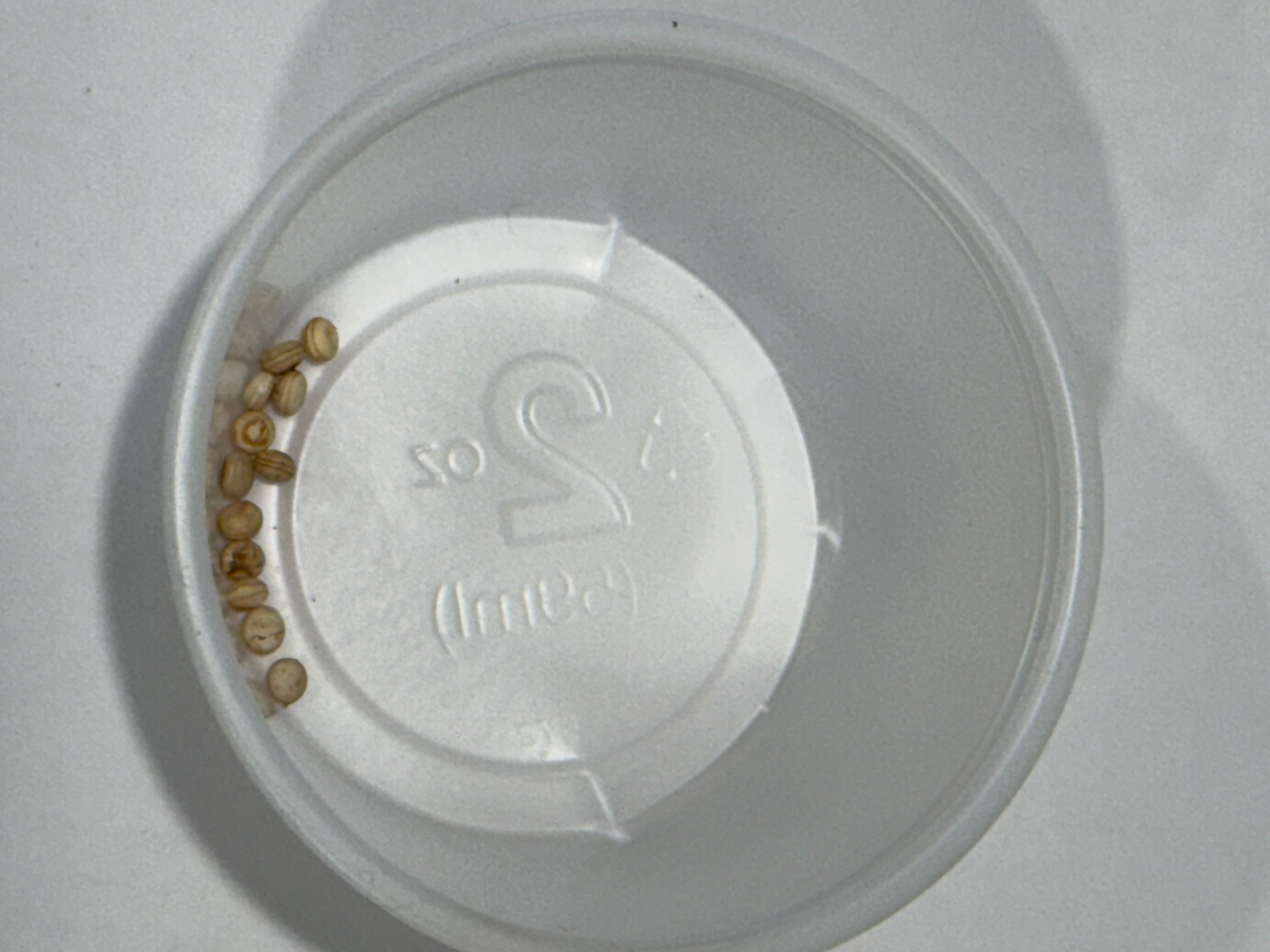 Antheraea Mylitta eggs