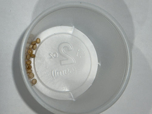 Antheraea Mylitta eggs
