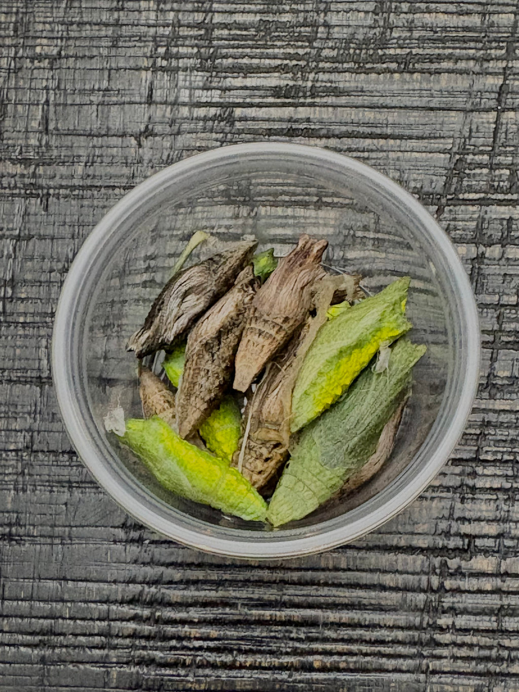 Black Swallowtail Chrysalis