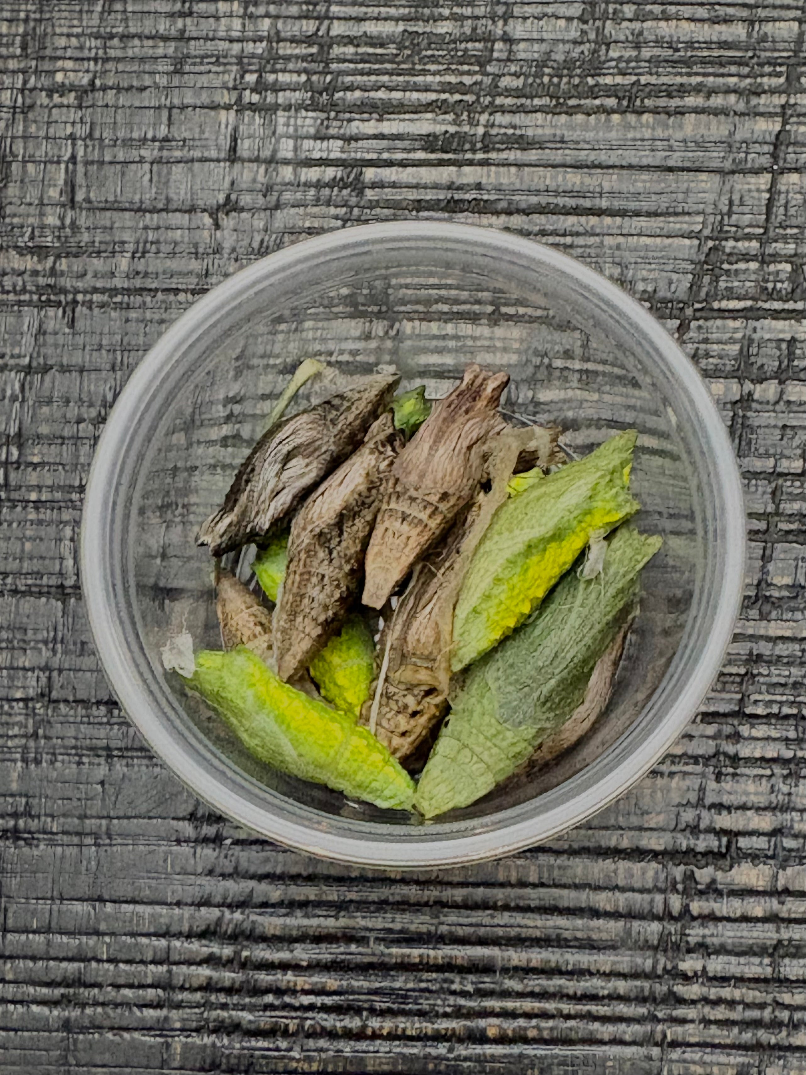 Black Swallowtail Chrysalis
