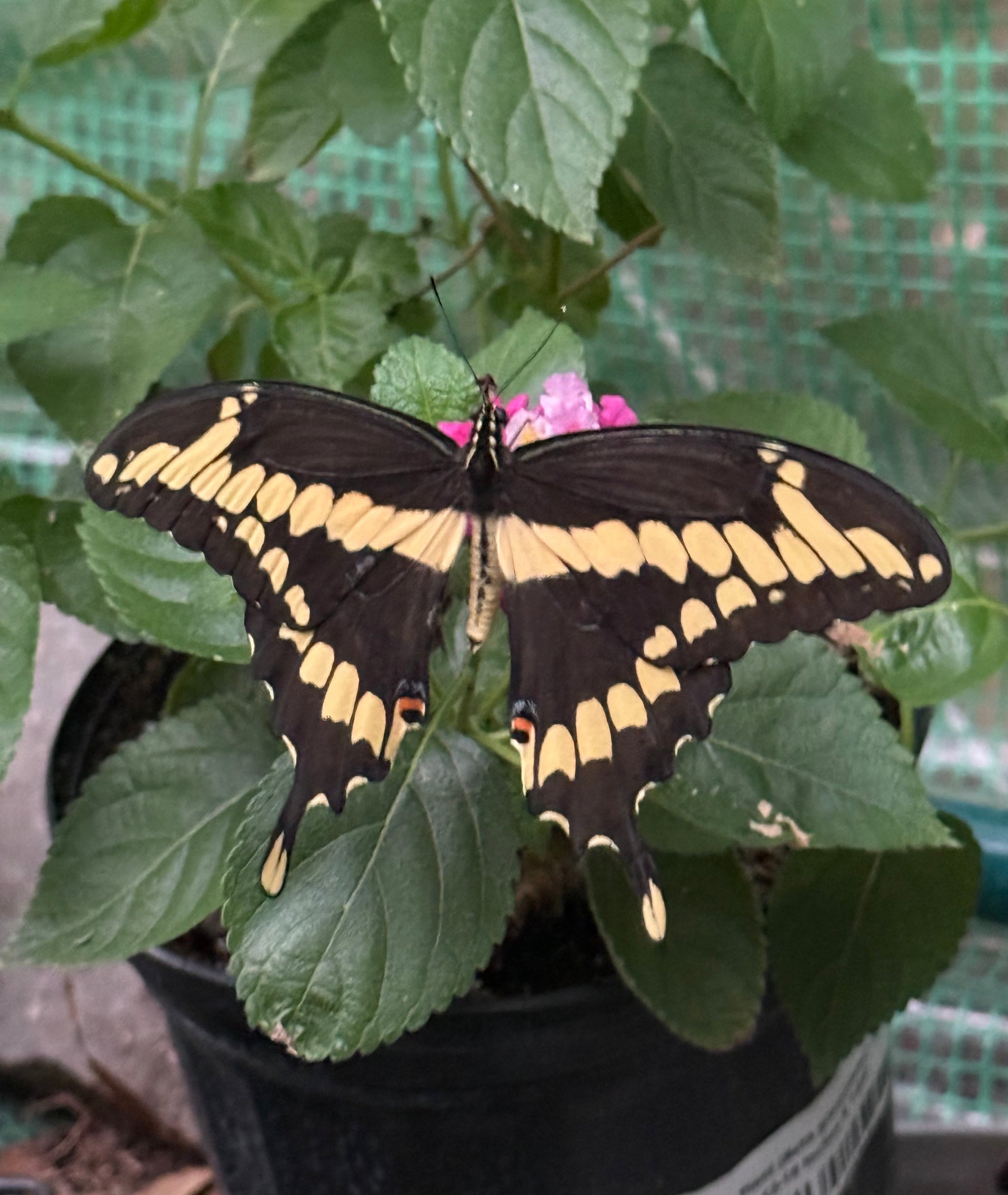 Giant Swallowtail Eggs