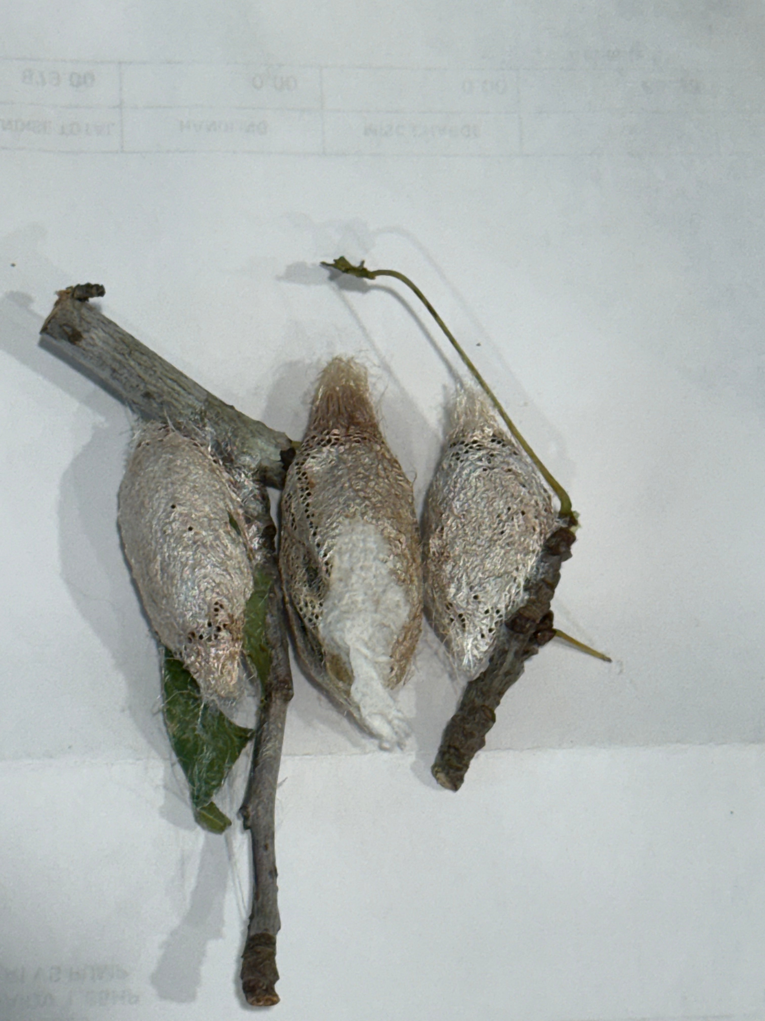 Argema Mimosae Cocoons