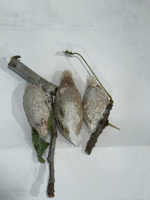 Argema Mimosae Cocoons