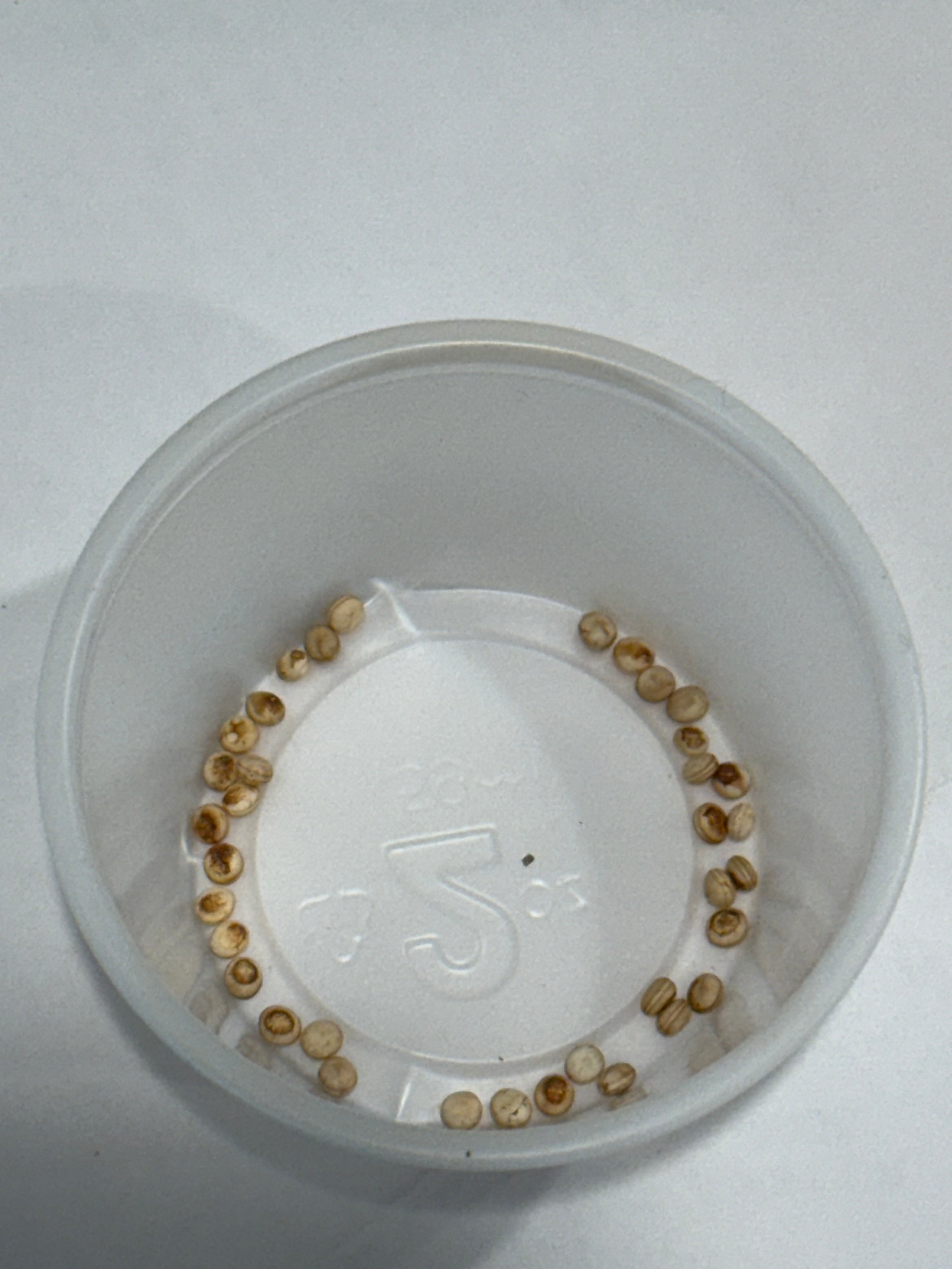 Antheraea Mylitta eggs