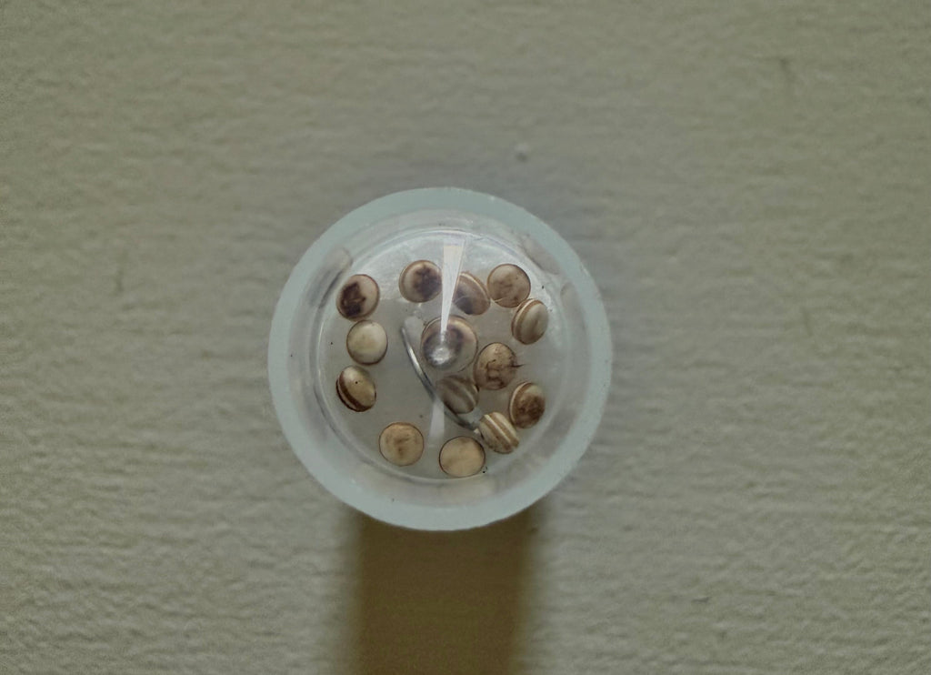 Polyphemus Moth Eggs