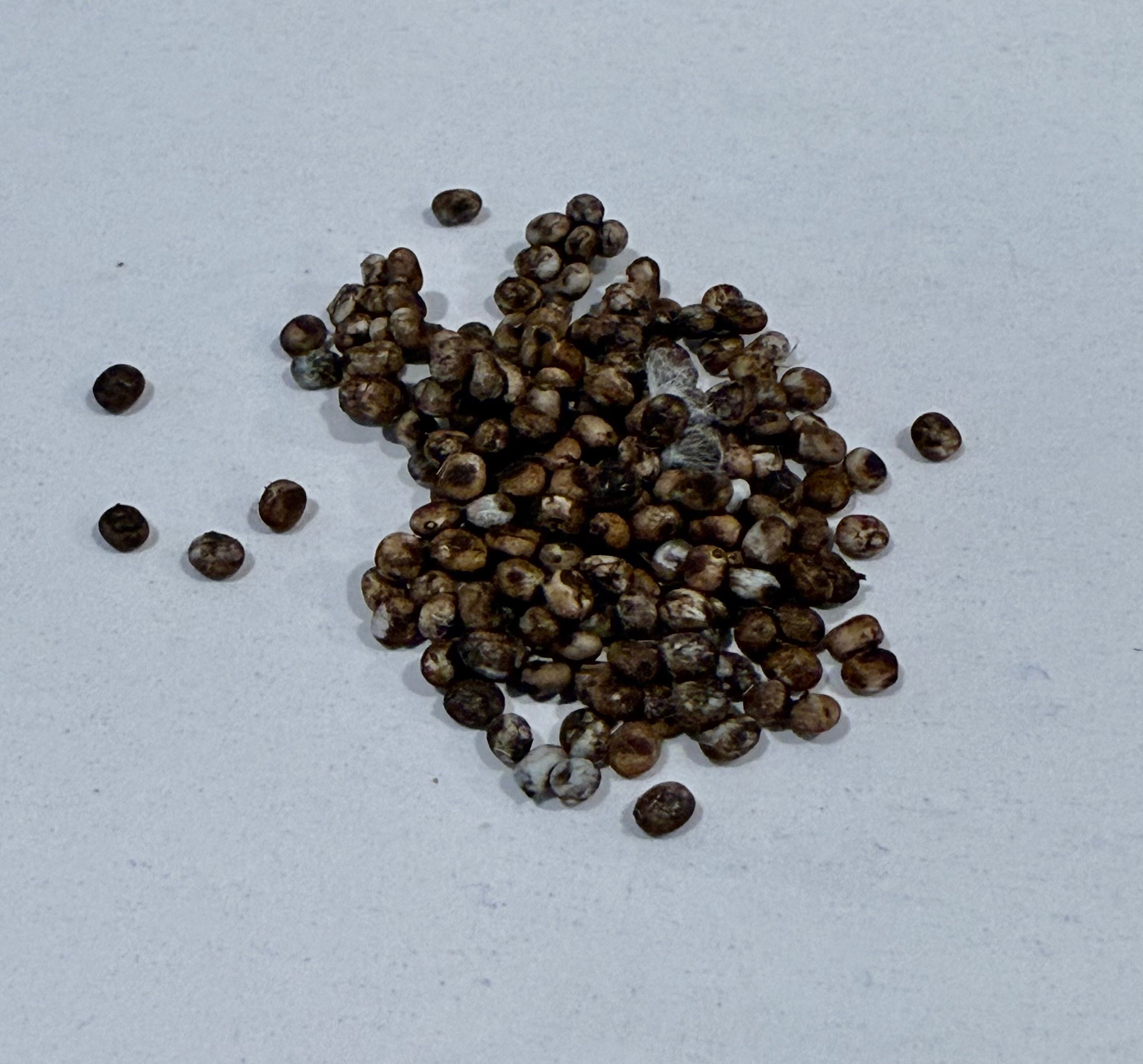 Luna Moth Eggs