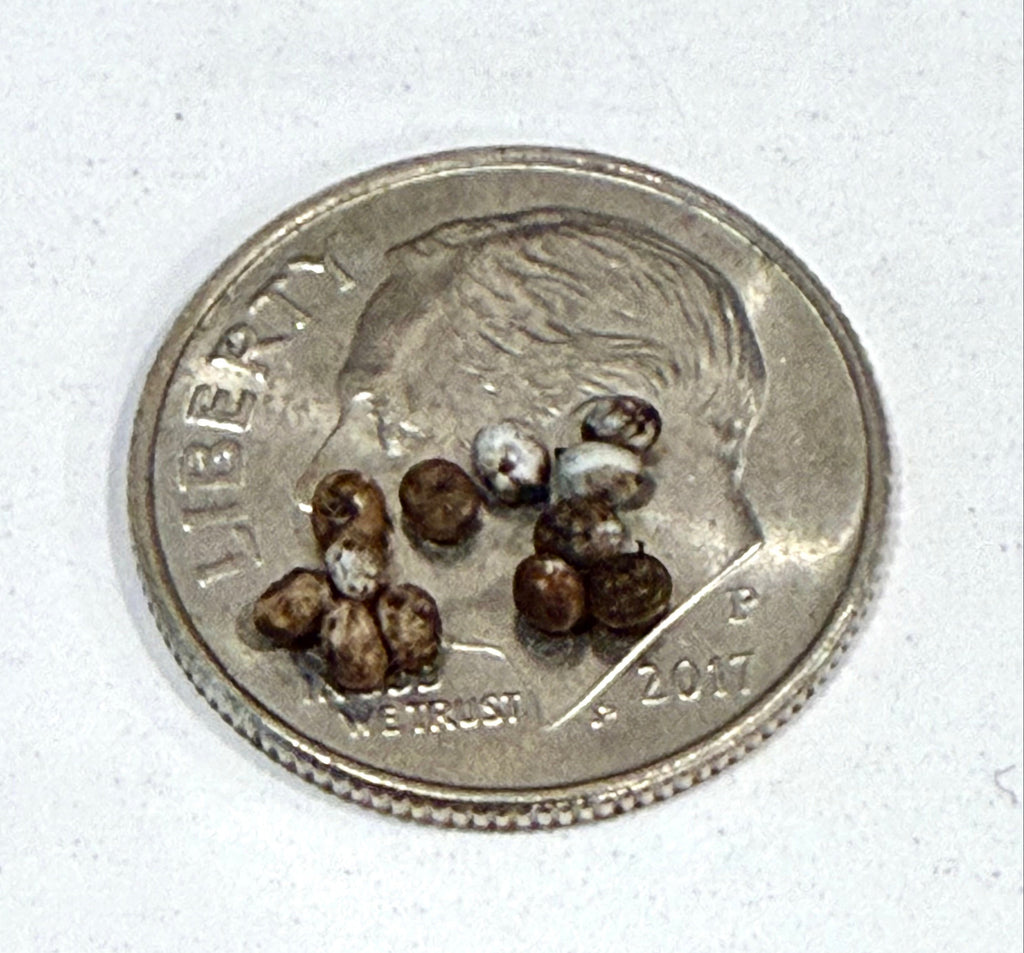 Luna Moth Eggs