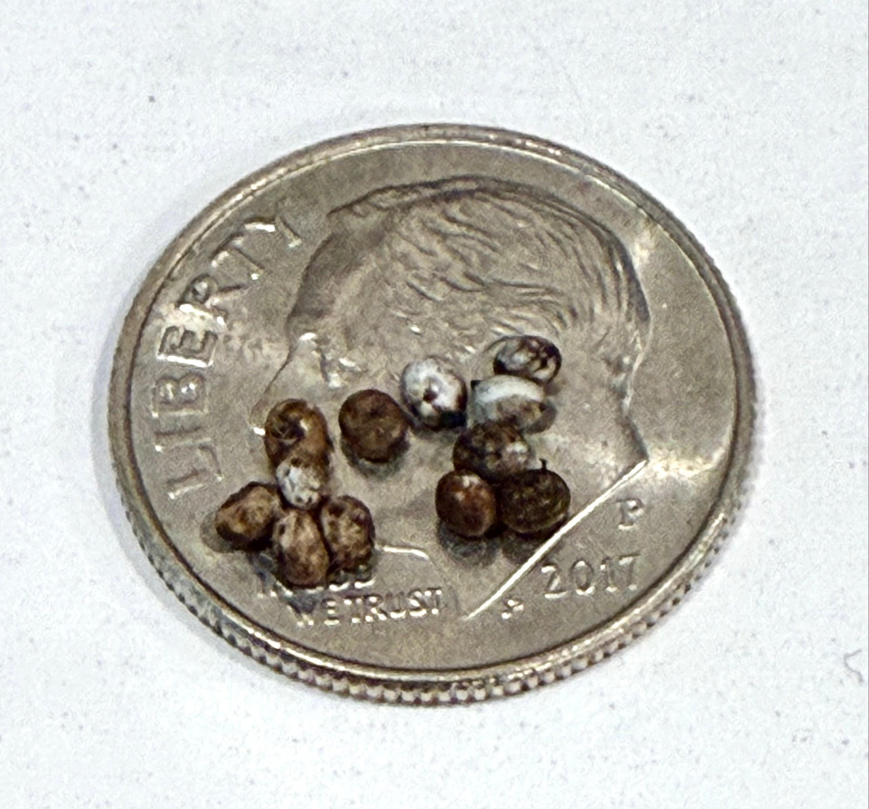 Luna Moth Eggs