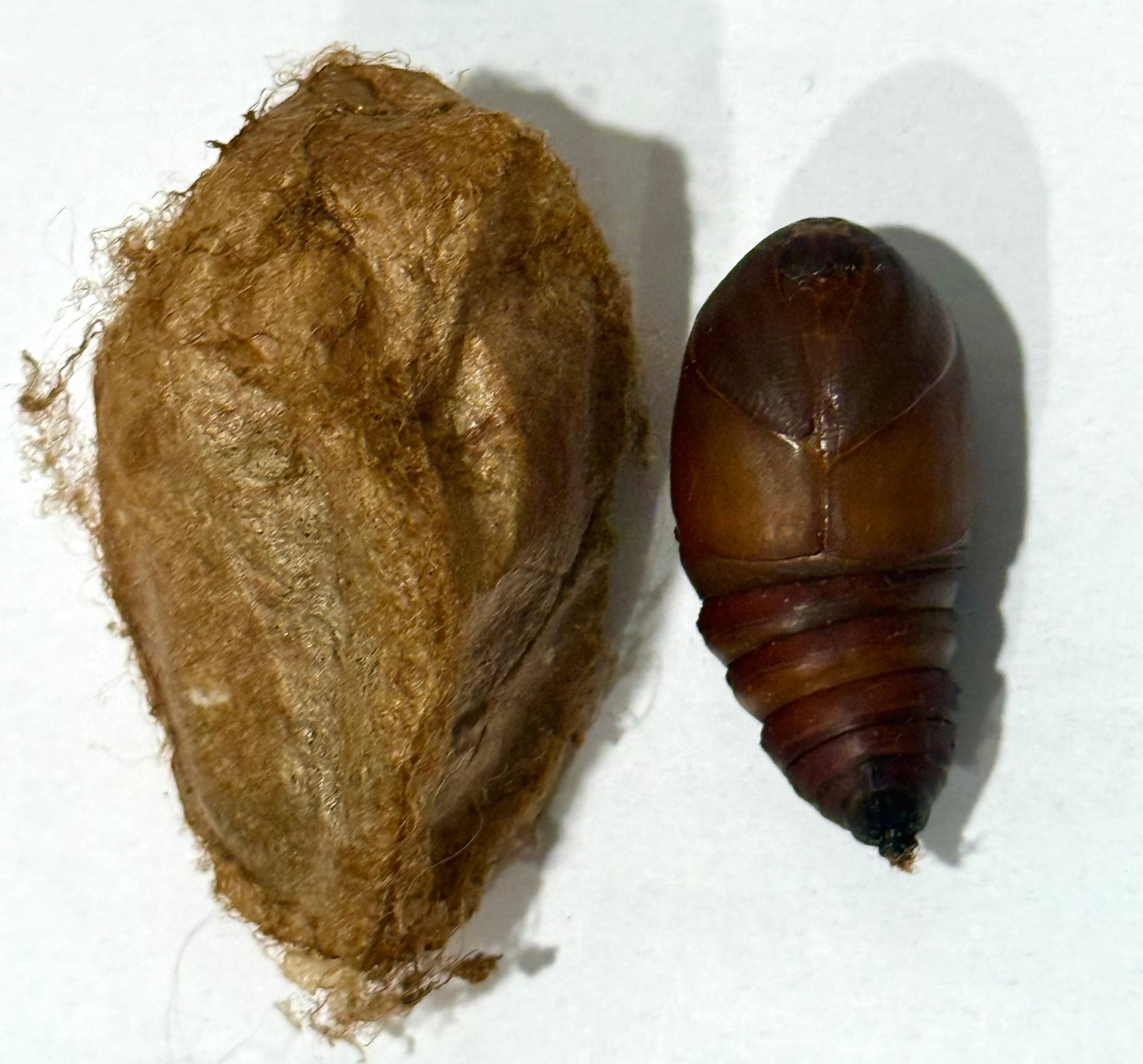 Luna Moth Cocoons