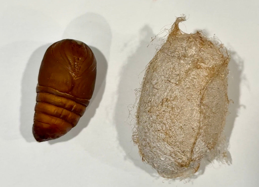 Polyphemus Moth Cocoons