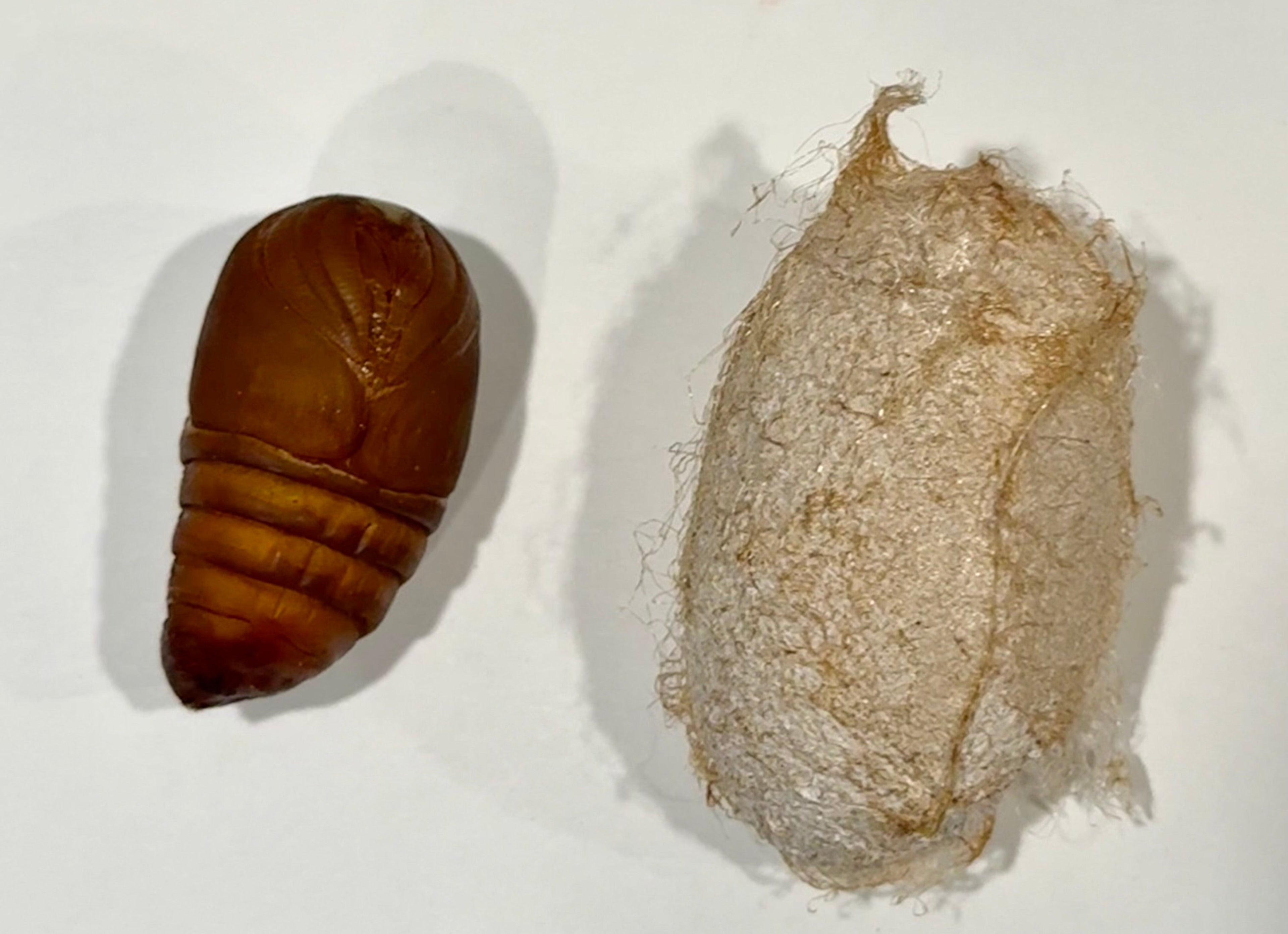 Polyphemus Moth Cocoons