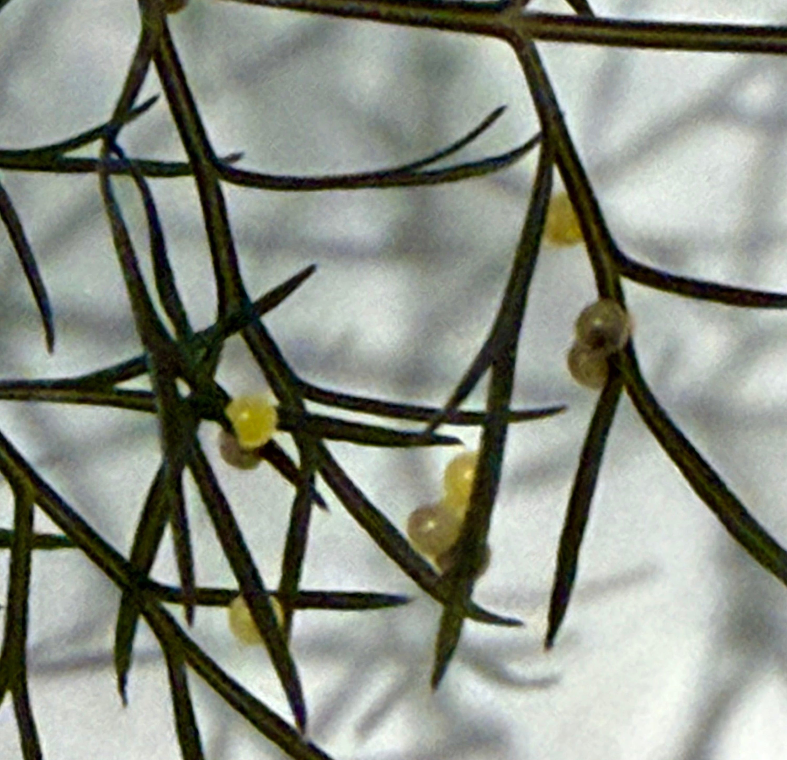 Black Swallowtail Butterfly Eggs