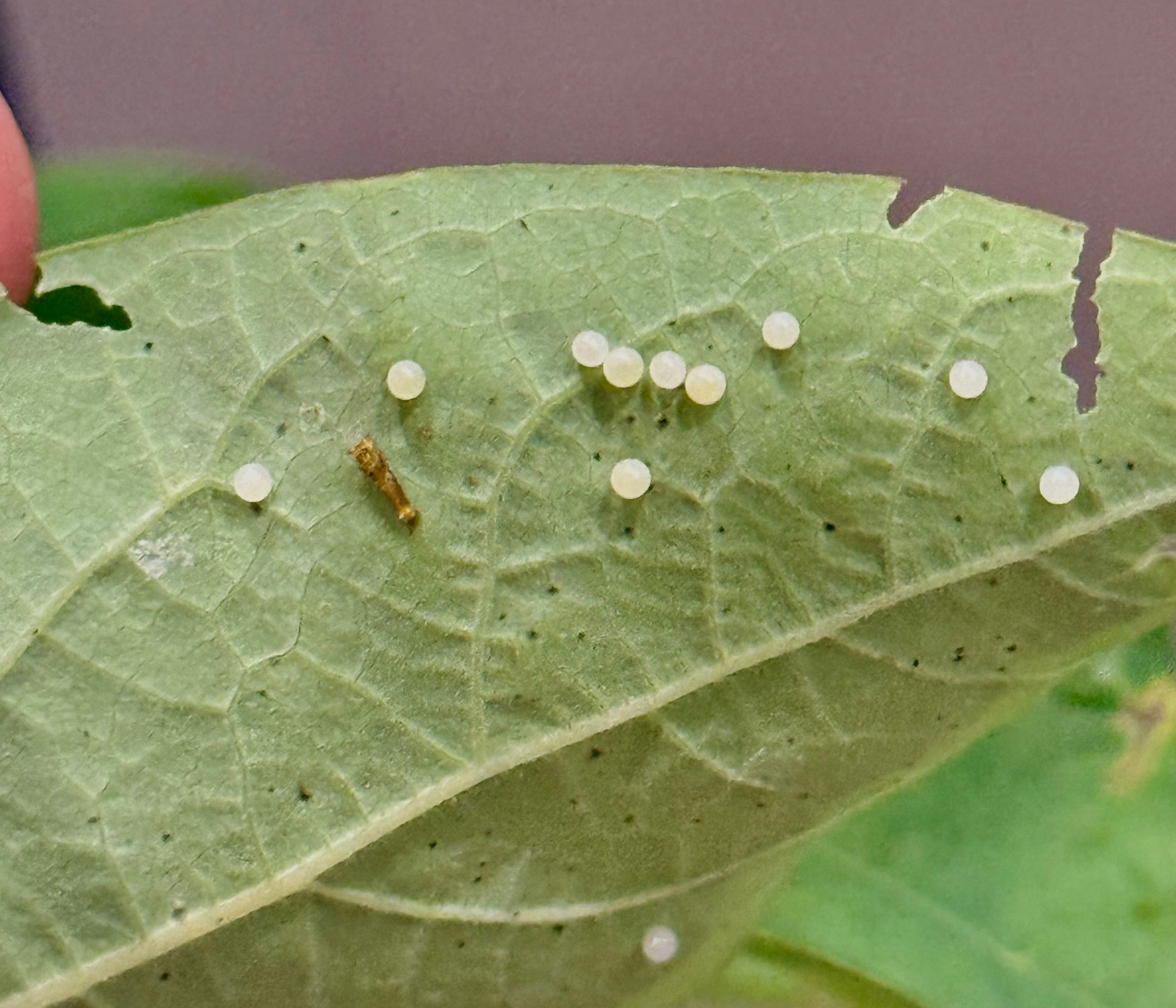 Spicebush Swallowtail Eggs