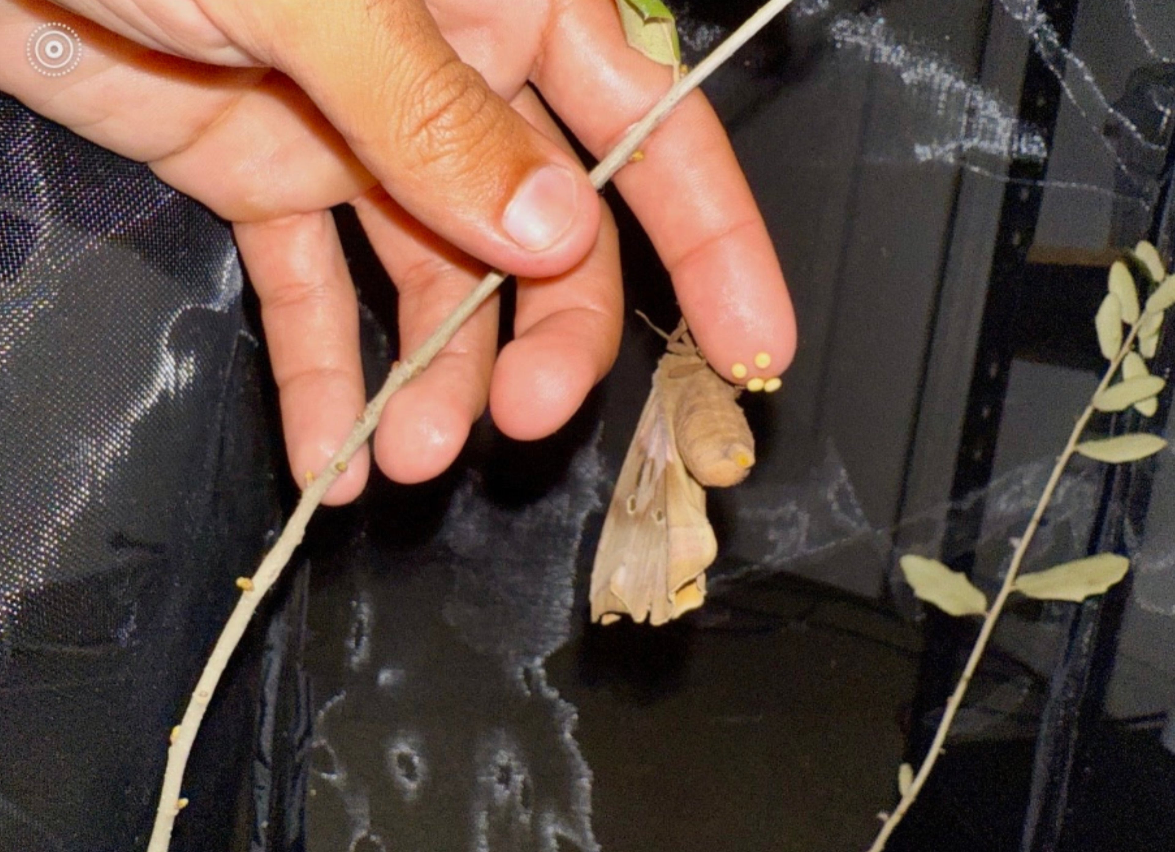 Polyphemus Moth Eggs