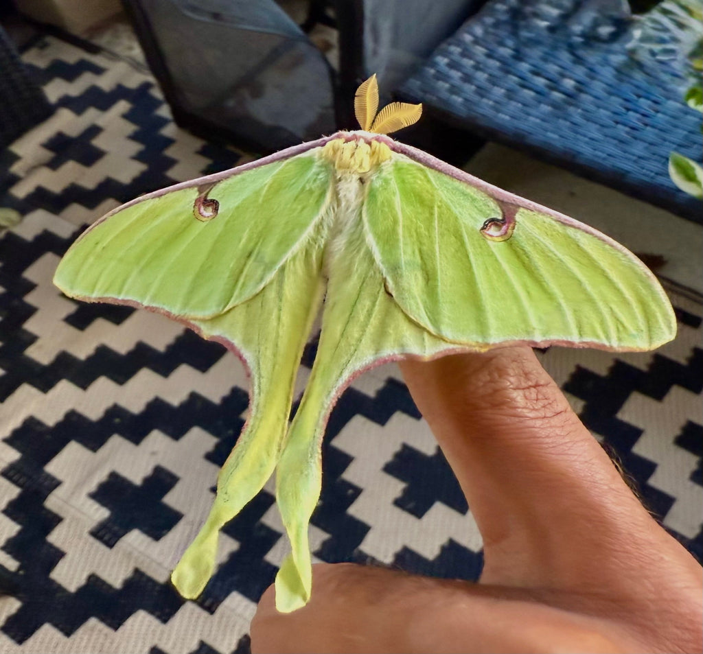 Luna Moth Cocoons