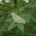 Luna Moth Cocoons