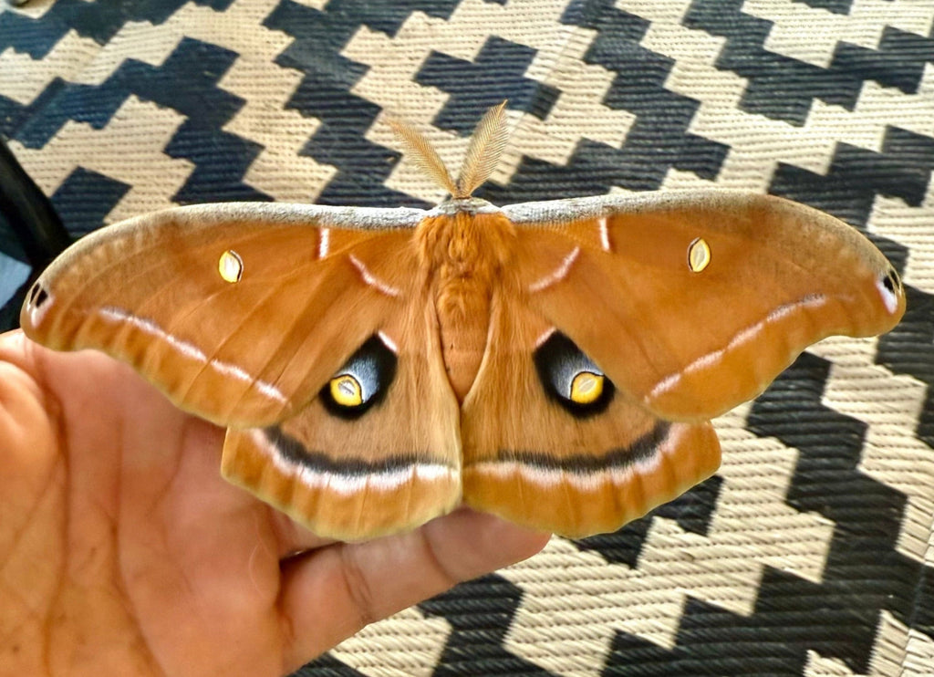 Polyphemus Moth Eggs
